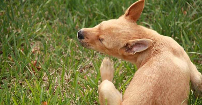 dog-itching-natural-remedies-to-cure-dog-s-itchy-skin-blog-that-dog