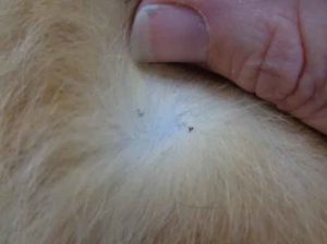 Flea Dirt On Dogs: Everything you need to know - Blog That Dog