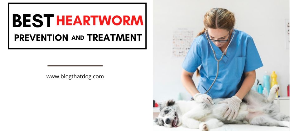 Best Heartworm Prevention for dogs