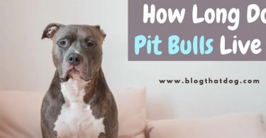 pit bull lifespan