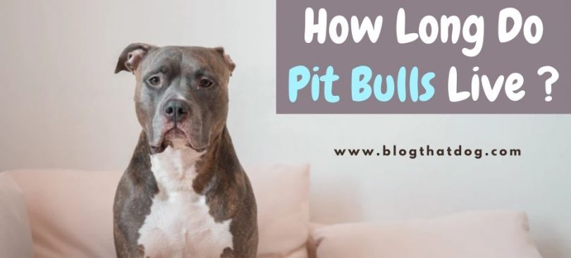 Pit Bull Lifespan How Long Do Pit Bulls Live Blog That Dog   Pit Bull Lifespan 810x366 