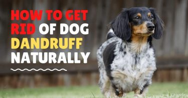 How to rid of dog dandruff naturally