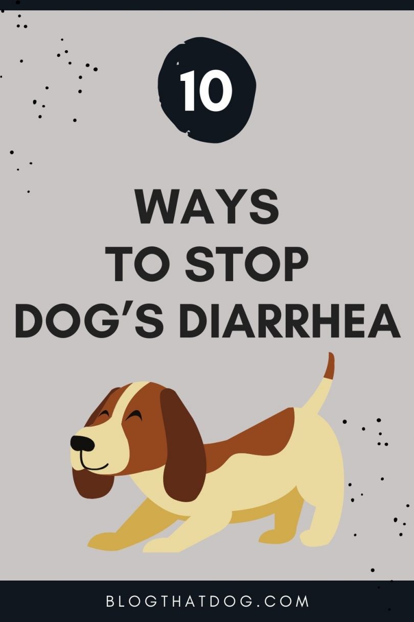 How to stop dog’s diarrhea naturally? 10 Fast Ways