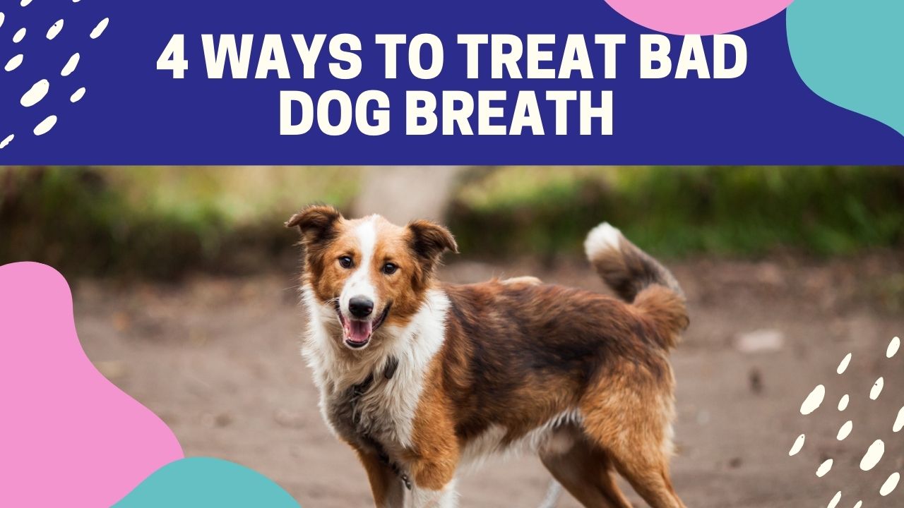 How To Get Rid Of Bad Dog Breath Fast At Home