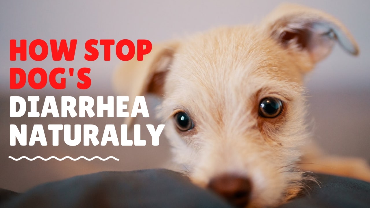 how-to-stop-dog-s-diarrhea-naturally-10-fast-ways