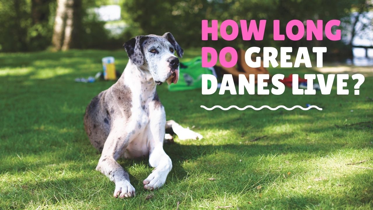 Great Dane Lifespan How Long Do Great Danes Live?