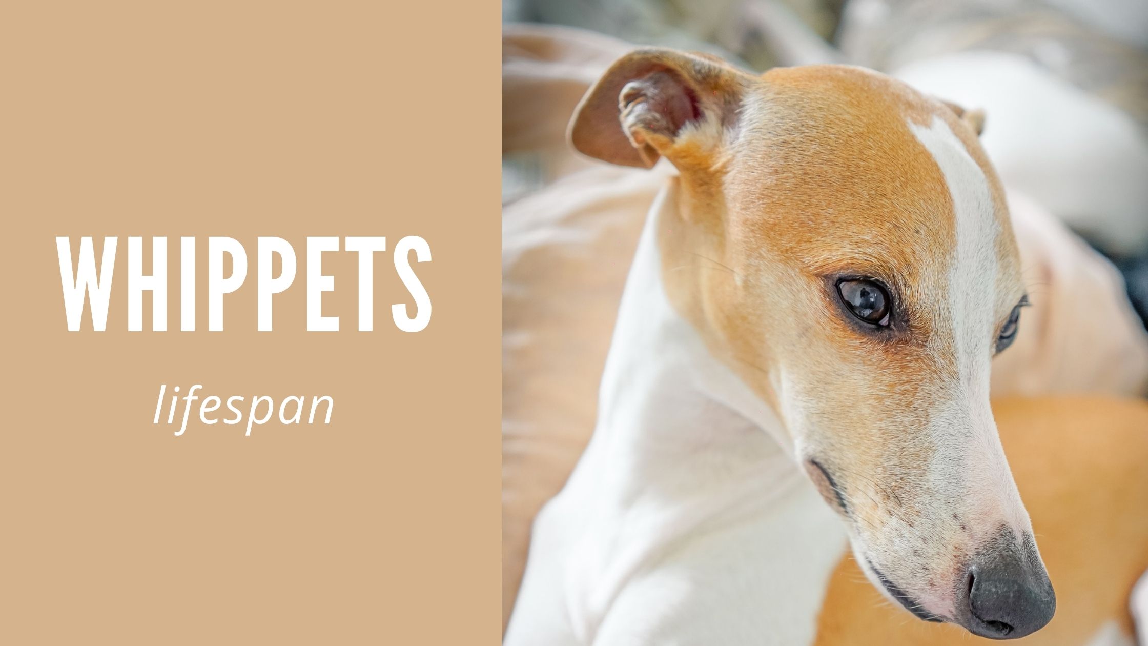 whippet-lifespan-how-long-do-whippets-live