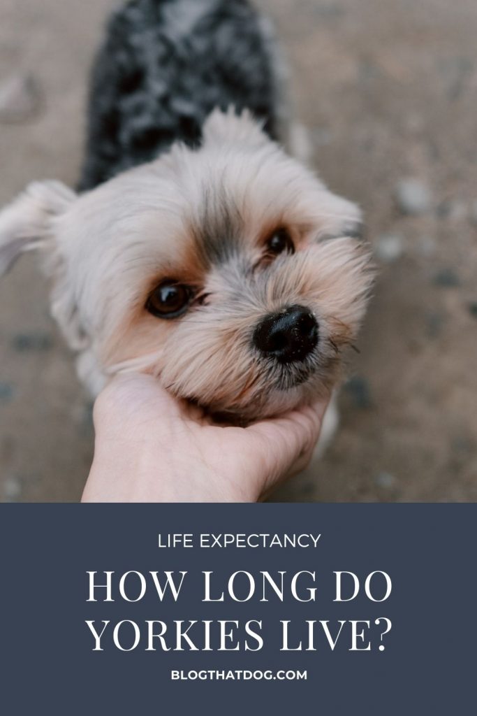 Yorkshire Terrier Lifespan: How Long Do Yorkies Live?