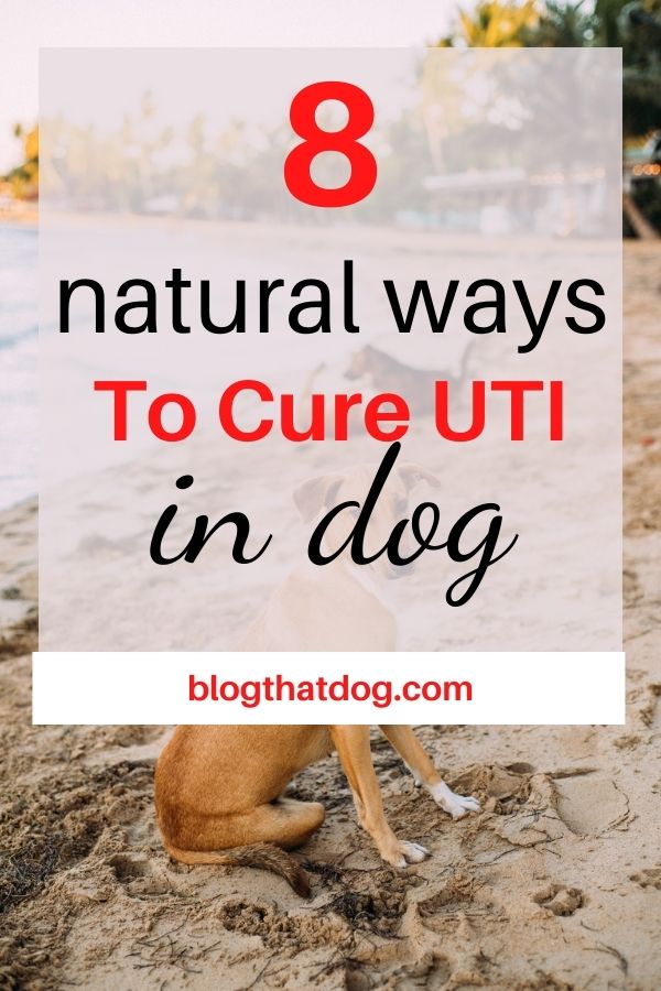 8 natural ways to cure UTI in dogs