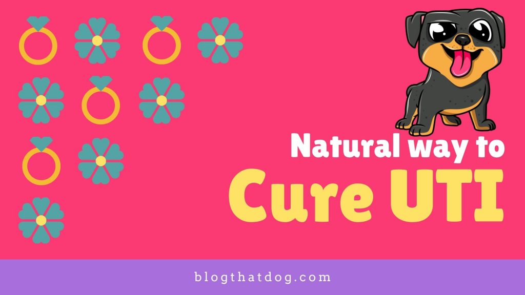 natural-ways-to-cure-uti-in-dogs-blog-that-dog