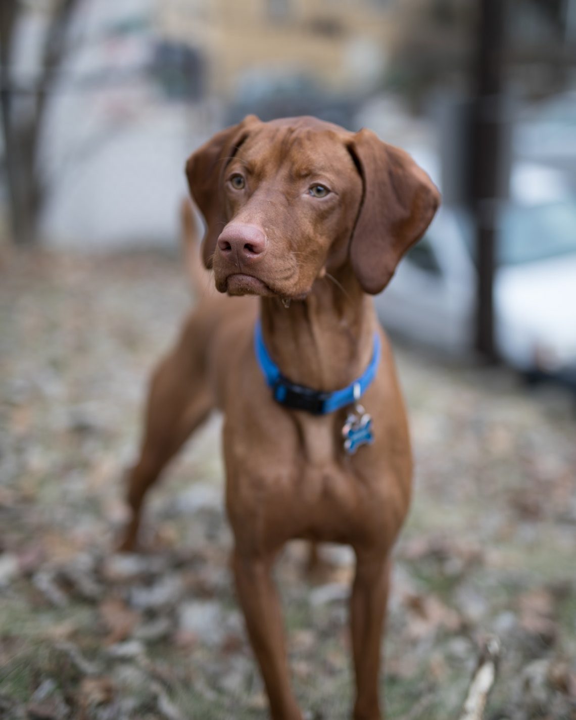 vizsla-lifespan-how-long-do-vizslas-live-blog-that-dog