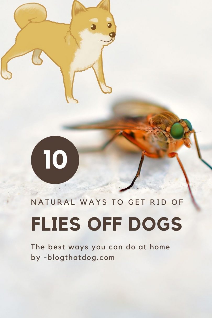 Natural ways to keep flies off dogs Blog That Dog