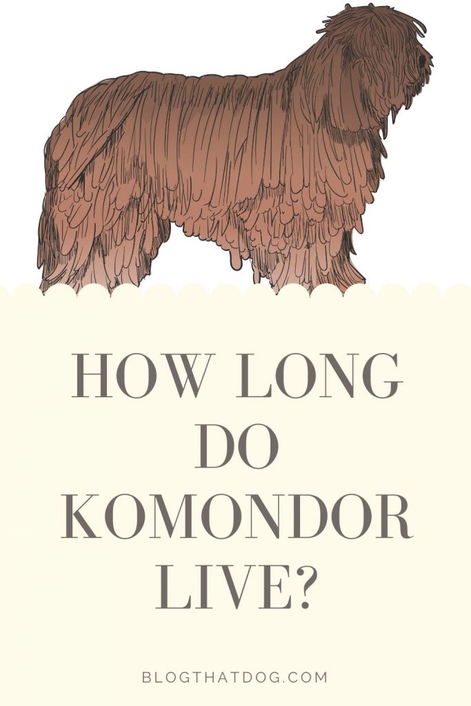 how long do komondor live