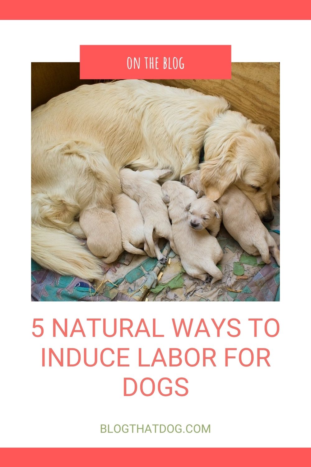 how can i induce my dogs labor at home