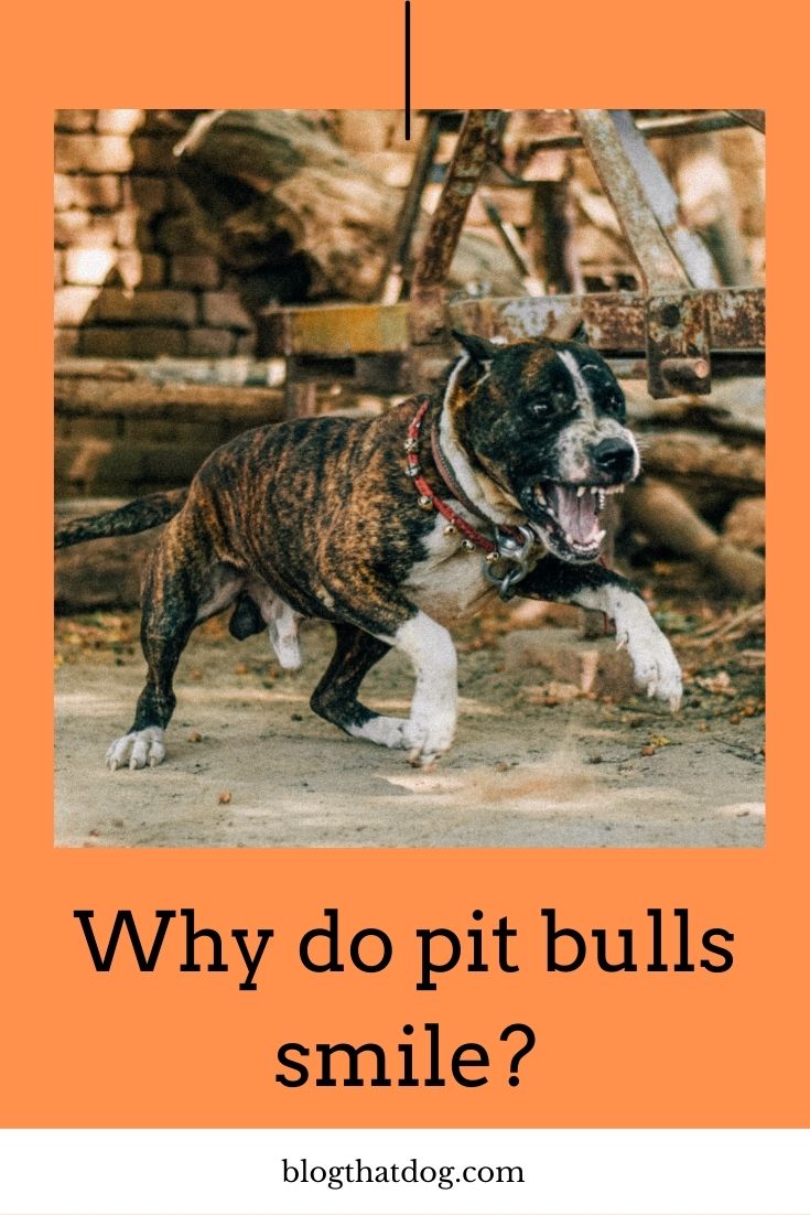 why do pit bull smiles