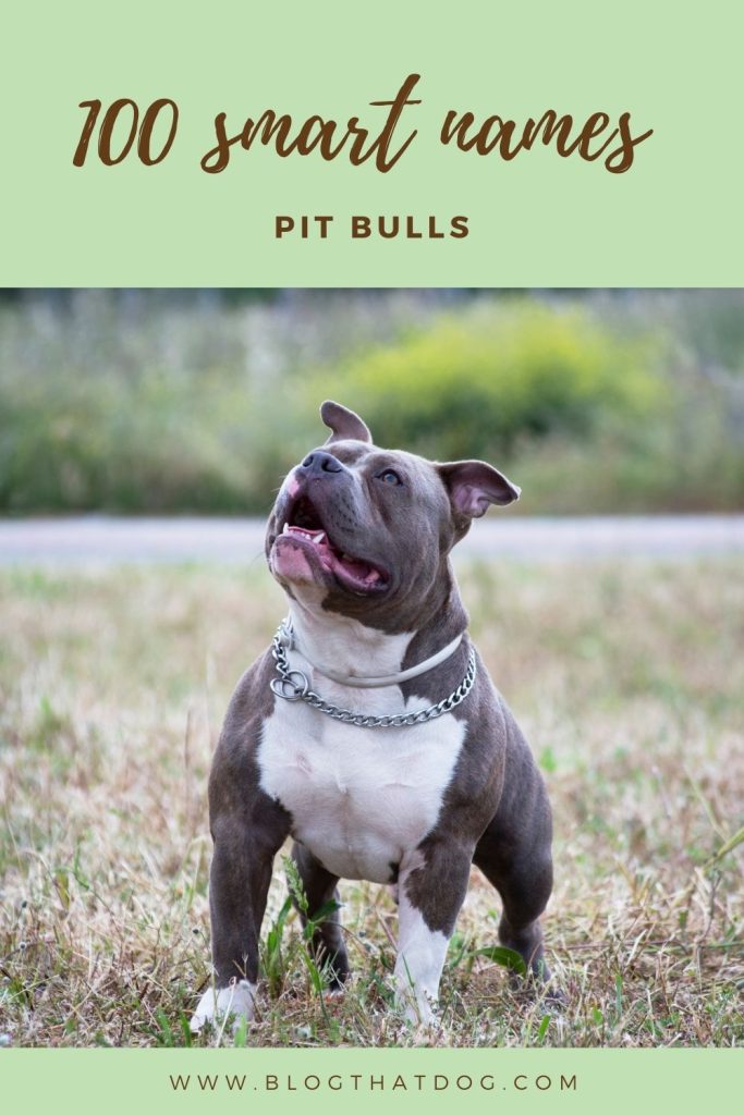 100 smart pitbull names